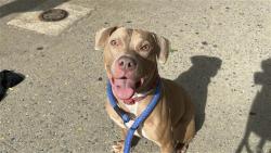 Shelter Stray Female Dog last seen tied up outside 104th btwn Columbus and Amsterdam Avenues, NEW YORK, NY, 10025, 326 E 110th St, New York, NY 10029, USA