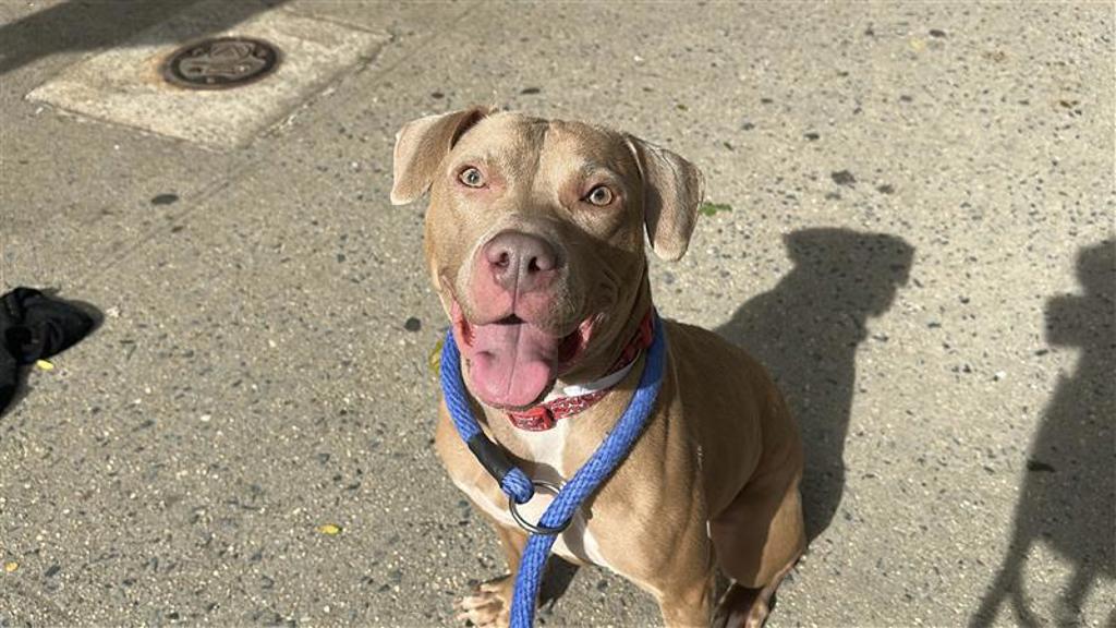 Shelter Stray Female Dog last seen tied up outside 104th btwn Columbus and Amsterdam Avenues, NEW YORK, NY, 10025, 326 E 110th St, New York, NY 10029, USA