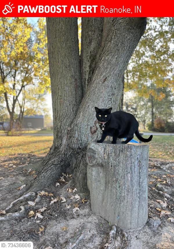 Lost Female Cat last seen Kress road, Roanoke, IN 46783