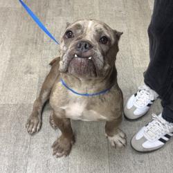 Shelter Stray Female Dog last seen Near S 32nd Street, San Diego, CA, 92113, 5500 Gaines St, San Diego, CA 92110, USA