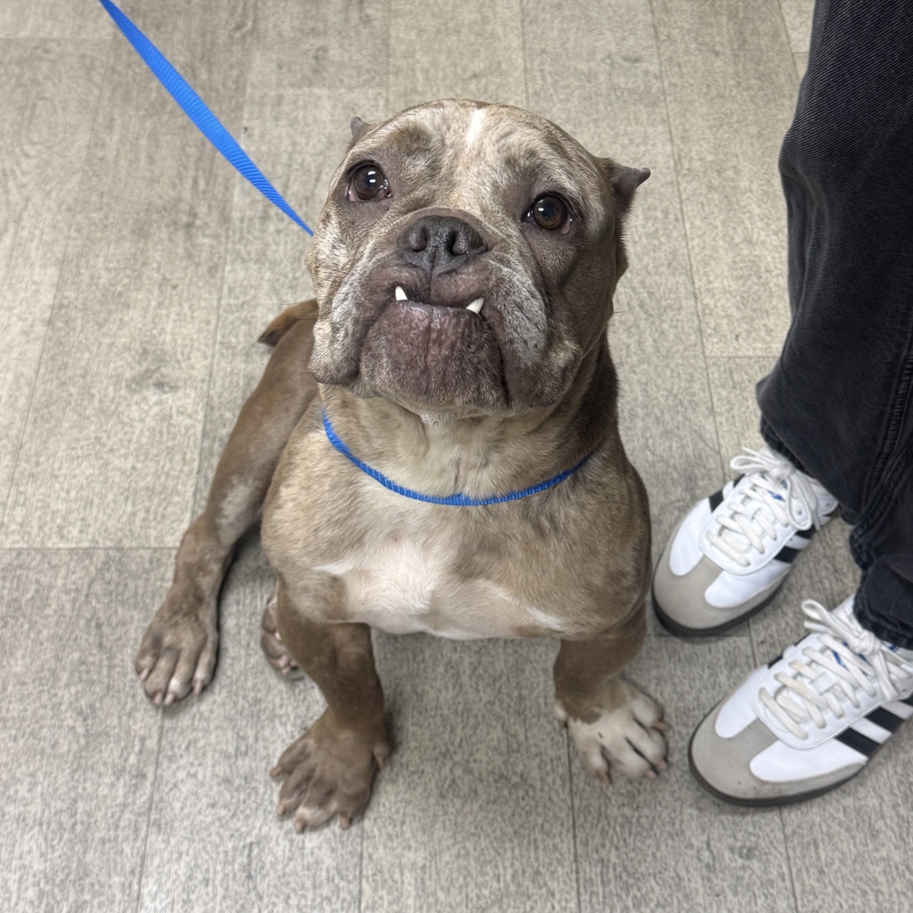 Shelter Stray Female Dog last seen Near S 32nd Street, San Diego, CA, 92113, 5500 Gaines St, San Diego, CA 92110, USA