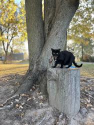 Lost Female Cat last seen Kress road, Roanoke, IN 46783