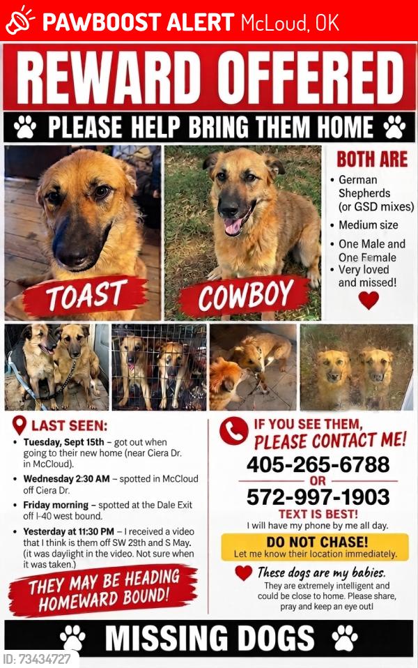 Lost Male Dog last seen I-40 west at Dale exit, McLoud, OK 74851