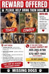 Lost Male Dog last seen I-40 west at Dale exit, McLoud, OK 74851