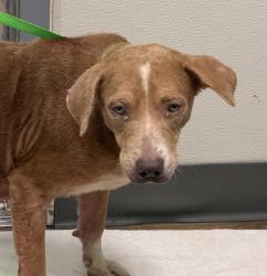 Shelter Stray Male Dog last seen Near Imperial Avenue, San Diego, CA, 92101, 5500 Gaines St, San Diego, CA 92110, USA
