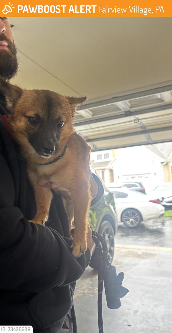Found/Stray Male Dog last seen Wheatsheaf village, Fairview Village, PA 19403