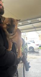 Found/Stray Male Dog last seen Wheatsheaf village, Fairview Village, PA 19403