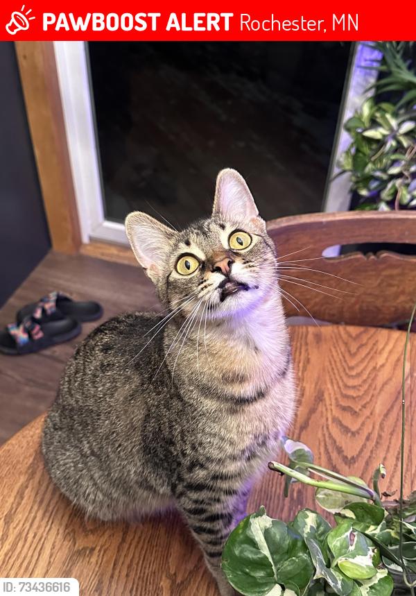 Lost Female Cat last seen Pinewood Ave, Rochester, MN 55904