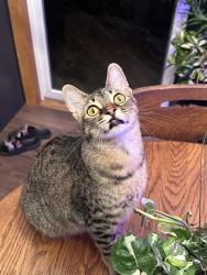 Lost Female Cat last seen Pinewood Ave, Rochester, MN 55904