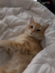 Lost Female Cat last seen Thomason st, Old Fort, NC 28762