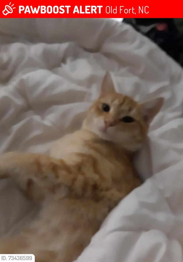 Lost Female Cat last seen Thomason st, Old Fort, NC 28762
