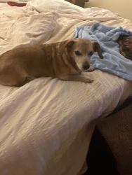 Lost Male Dog last seen Near CARTER CIRCLE, BELLA VISTA, AR 72714, Bella Vista, AR 72714