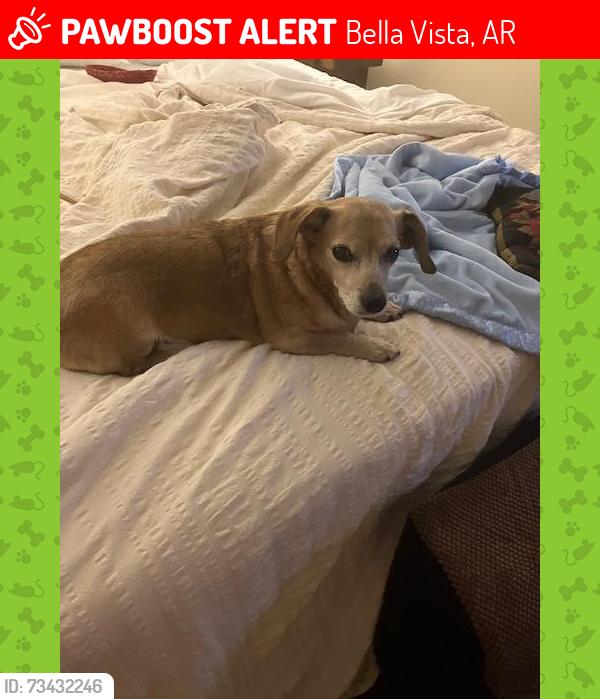 Lost Male Dog last seen Near CARTER CIRCLE, BELLA VISTA, AR 72714, Bella Vista, AR 72714