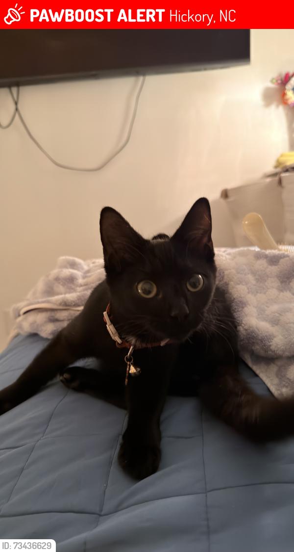 Lost Female Cat last seen Near 34th Street Drive NE, Hickory, NC 28601