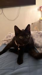 Lost Female Cat last seen Near 34th Street Drive NE, Hickory, NC 28601