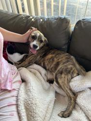 Found/Stray Male Dog last seen New cut road, Spartanburg, SC 29301