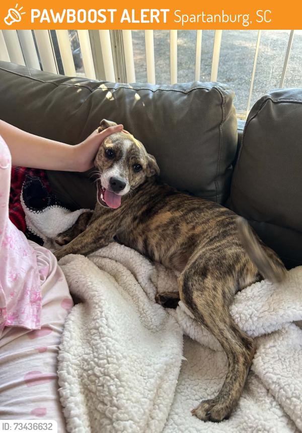 Found/Stray Male Dog last seen New cut road, Spartanburg, SC 29301
