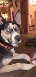 Lost Male Dog last seen 61st and Portland ave, South Minneapolis MN, Minneapolis, MN 55417