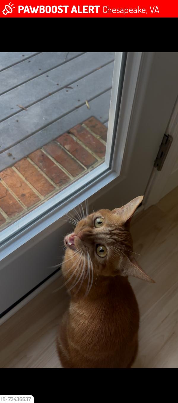 Lost Female Cat last seen Sticklybridge and Rutherford, Chesapeake, VA 23322