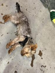 Reunited Male Dog last seen Redwood City, CA, USA, Redwood City, CA 94062