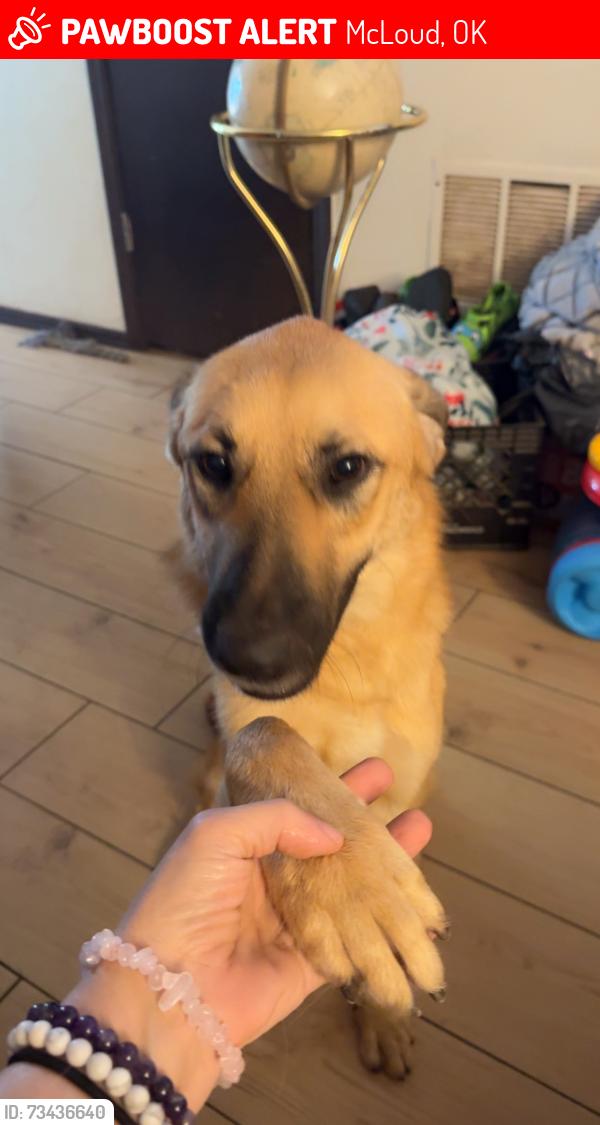 Lost Female Dog last seen I-40 West at the Dale Exit, McLoud, OK 74851