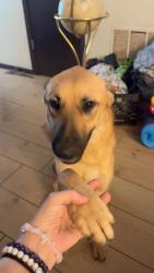 Lost Female Dog last seen I-40 West at the Dale Exit, McLoud, OK 74851