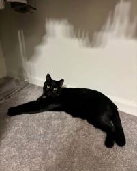 Lost Male Cat last seen 84th Center, Omaha, NE 68124