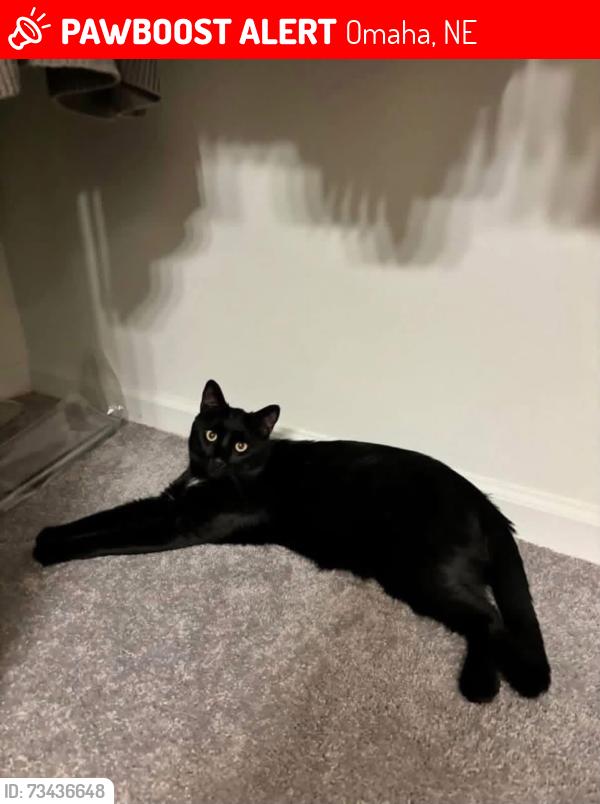 Lost Male Cat last seen 84th Center, Omaha, NE 68124