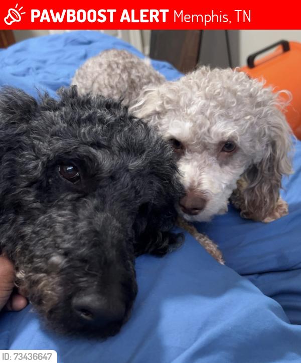 Lost Male Dog last seen Elliston, Memphis, TN 38118