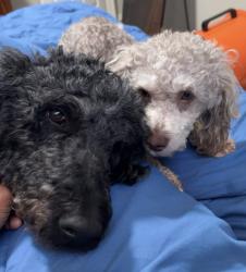 Lost Male Dog last seen Elliston, Memphis, TN 38118