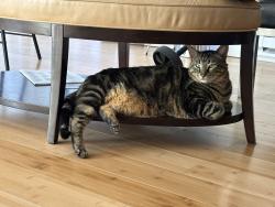 Lost Female Cat last seen Ambaum and sw132nd, Burien, WA 98146