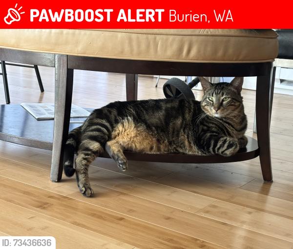 Lost Female Cat last seen Ambaum and sw132nd, Burien, WA 98146