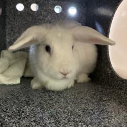 Shelter Stray Female Rabbit last seen , 361 S Raymond Ave, Pasadena, CA 91105, USA