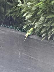 Found/Stray Unknown Bird last seen Near uhland st, East Rutherford, NJ 07073