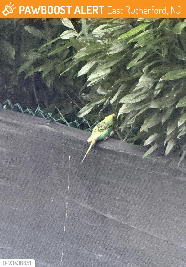Found/Stray Unknown Bird last seen Near uhland st, East Rutherford, NJ 07073