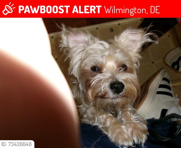 Lost Male Dog last seen Near Stroud St And Maryland Ave, Wilmington, DE 19805