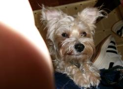 Lost Male Dog last seen Near Stroud St And Maryland Ave, Wilmington, DE 19805