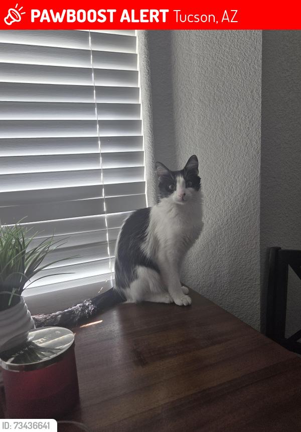 Lost Female Cat last seen Westover Avenue and pelston street, Tucson, AZ 85746