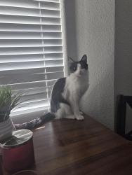 Lost Female Cat last seen Westover Avenue and pelston street, Tucson, AZ 85746