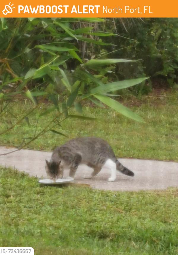 Found/Stray Unknown Cat last seen Jacaranda Ave and dongola st, North Port, FL 34291