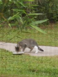 Found/Stray Unknown Cat last seen Jacaranda Ave and dongola st, North Port, FL 34291