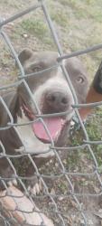 Found/Stray Male Dog last seen Woodlake Elementary, San Antonio, TX 78244