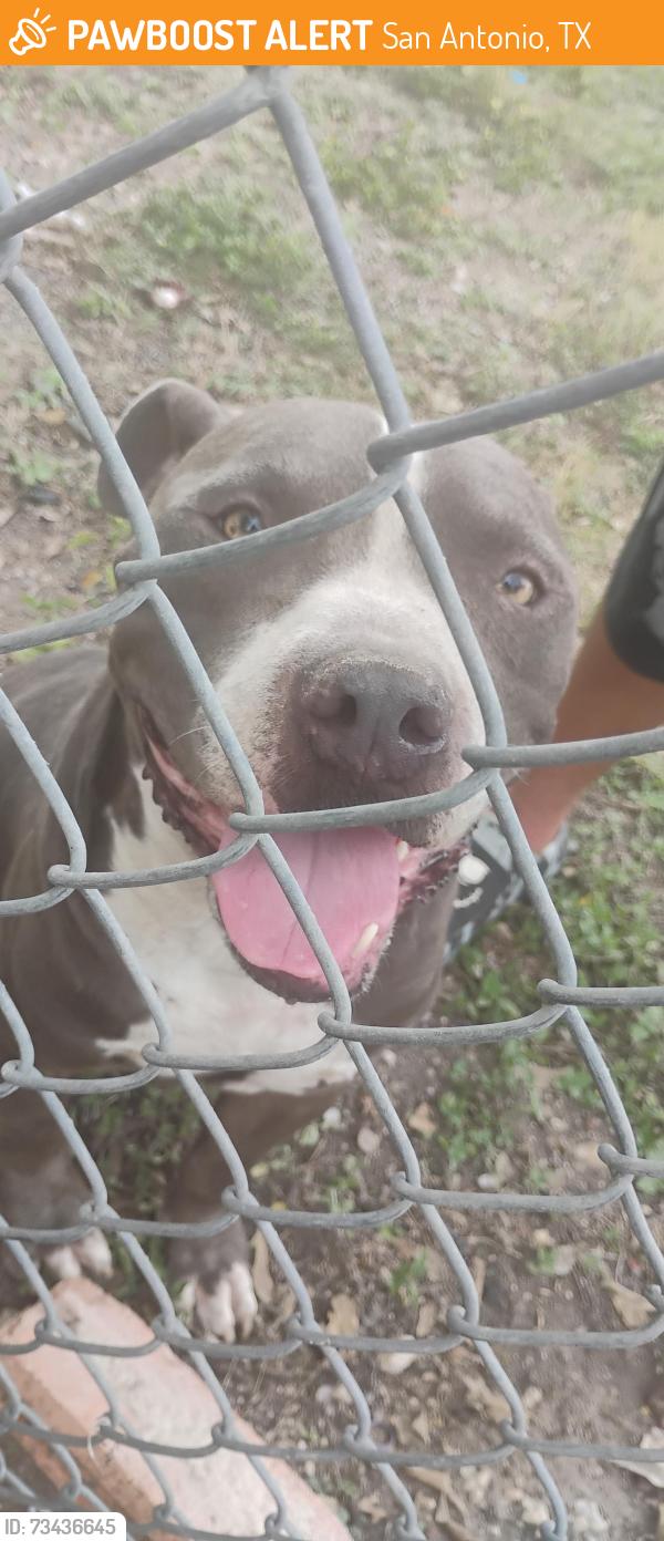 Found/Stray Male Dog last seen Woodlake Elementary, San Antonio, TX 78244