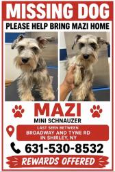 Reunited Male Dog last seen Tyne Road, Shirley, NY 11967