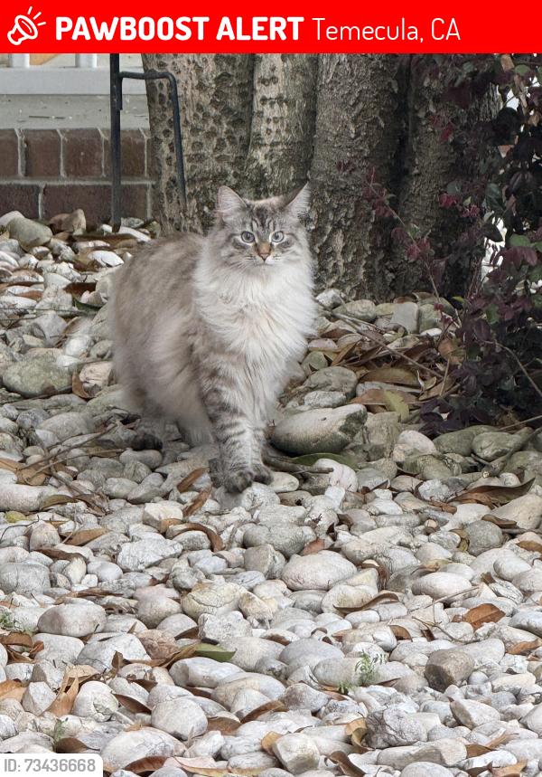 Lost Female Cat last seen Chantilly Cir, Temecula, CA 92591