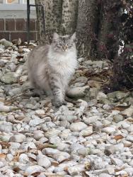 Lost Female Cat last seen Chantilly Cir, Temecula, CA 92591