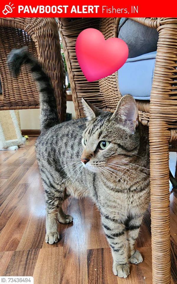 Lost Male Cat last seen Sterling Commons and E. 131st St., Fishers, Indiana, Fishers, IN 46038