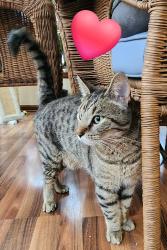 Lost Male Cat last seen Sterling Commons and E. 131st St., Fishers, Indiana, Fishers, IN 46038