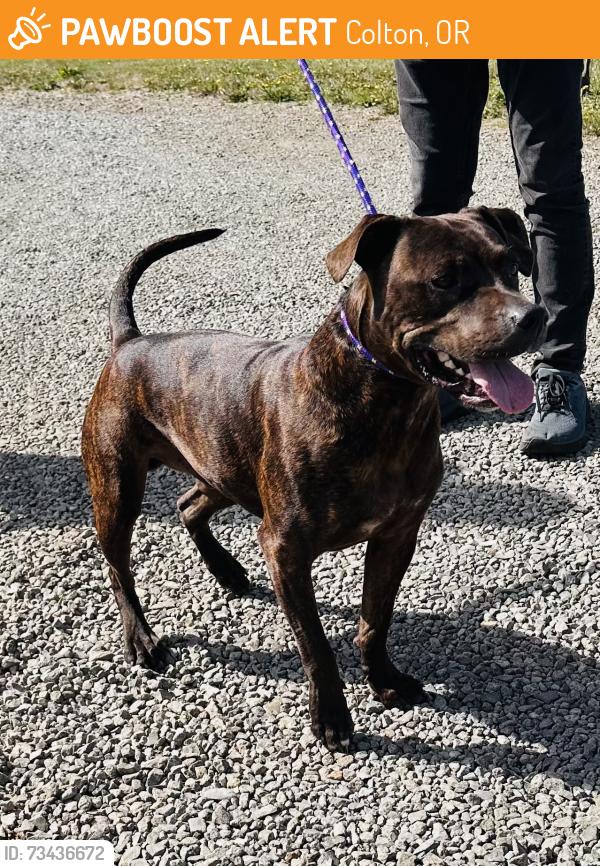 Found/Stray Male Dog last seen Unger Rd and Hult, Colton, OR 97017
