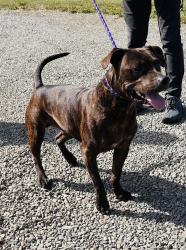 Found/Stray Male Dog last seen Unger Rd and Hult, Colton, OR 97017